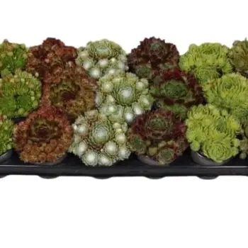 Joubarbes Mix – Sempervivum