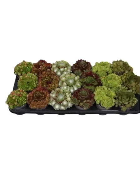 Sempervivum Mix