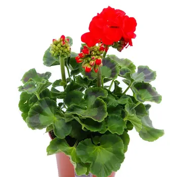 Géranium  Rouge – Pelargonium