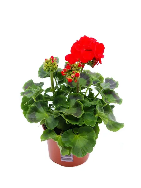 Géranium  Rouge – Pelargonium