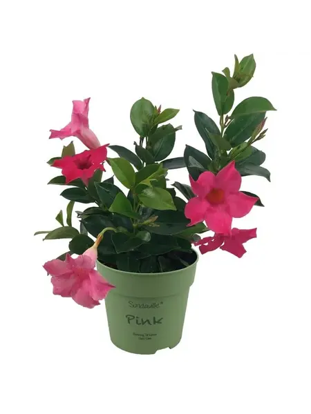 Chileense jasmijn – Mandevilla