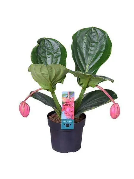 Medinilla