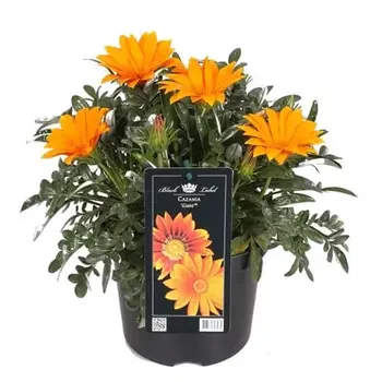 Firenze Bloemenatelier – Handgemaakte Boeketten, Bloemstukken & Planten Gazania