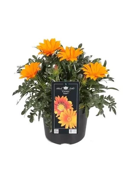 Middaggoud – Gazania