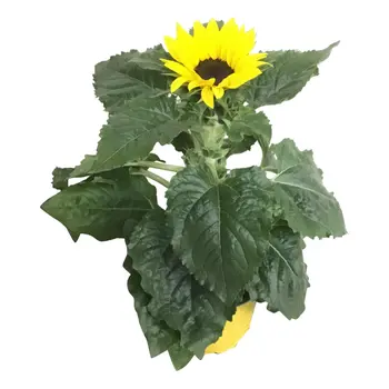 Firenze Bloemenatelier – Handgemaakte Boeketten, Bloemstukken & Planten Tournesol – Helianthus