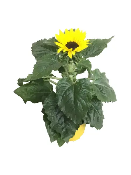 Sunflower – Helianthus