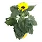  Zonnebloem – Helianthus