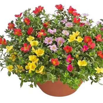 Portulaca