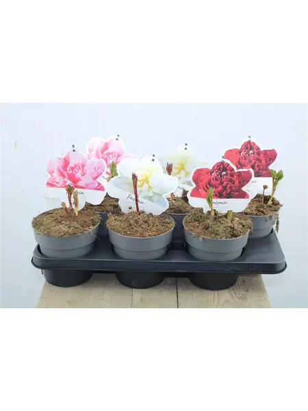Pioen – Paeonia
