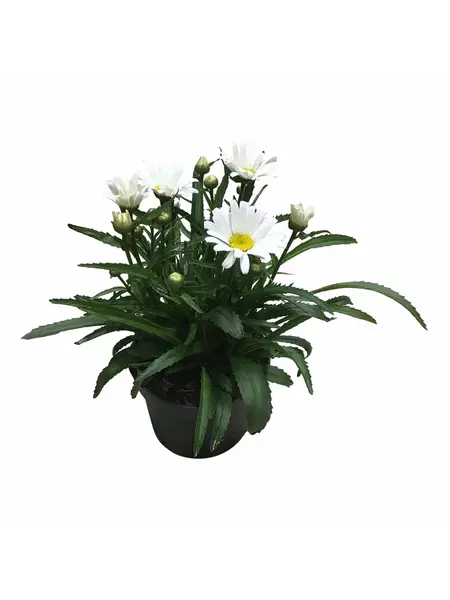 Margriet – Leucanthemum