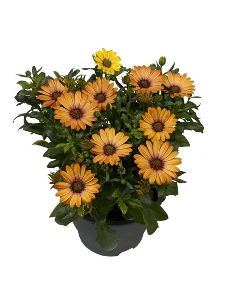 African daisies – Osteospermum
