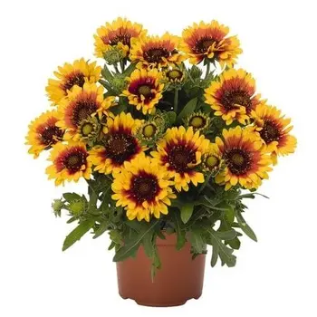 Gaillardia – Gaillardia Aristata