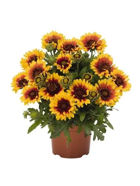 Blanket Flower – Gaillardia Aristata