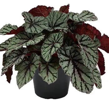 Bégonia à feuilles