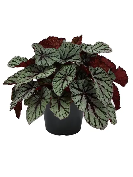 Bégonia à feuilles