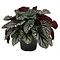  Leaf begonia