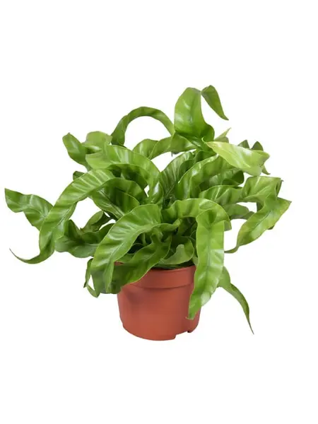 Fougère Nid d’Oiseau – Asplenium