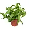  Fougère Nid d’Oiseau – Asplenium