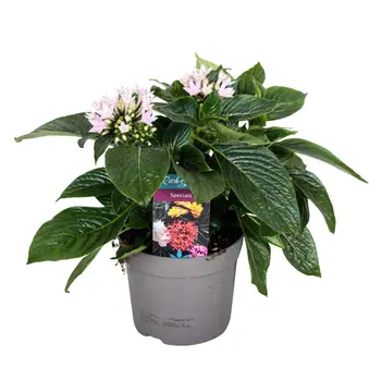 Pentas lanceolata Rose