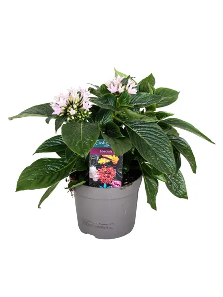 Pentas lanceolata Rose