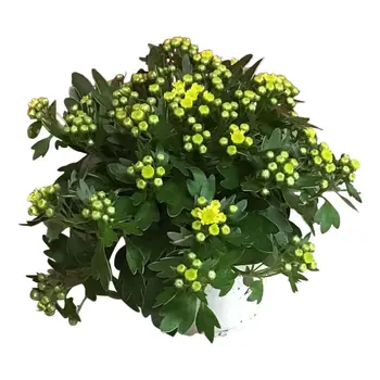 Firenze Bloemenatelier – Handgemaakte Boeketten, Bloemstukken & Planten Ajania