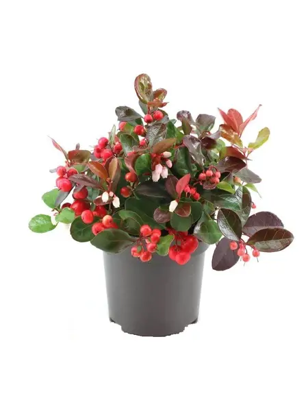 Gaulthérie – Gaultheria