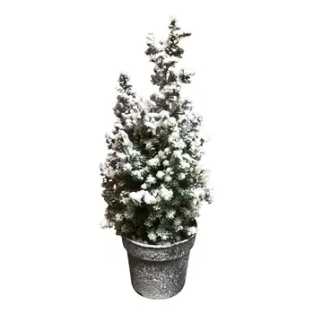 Dwarf Cypress – Chamaecyparis