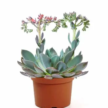Echeveria