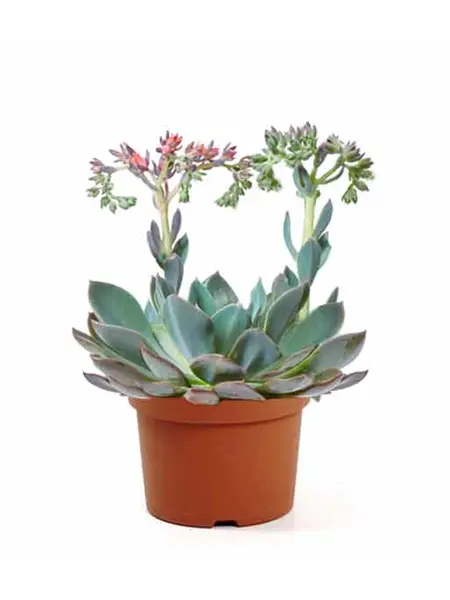 Echeveria