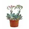  Echeveria