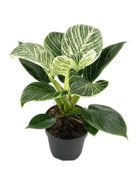 Philodendron Birkin