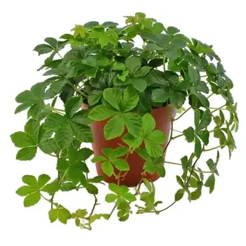 Cissus striata – Parthenocissus Striata