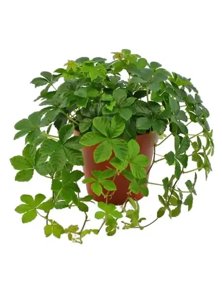 Sugar Vine – Parthenocissus Striata