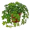  Suikerdruifje – Parthenocissus Striata