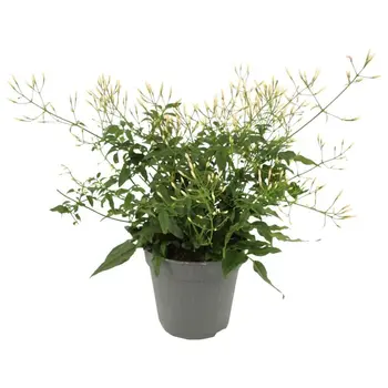 Jasmin – Jasminum