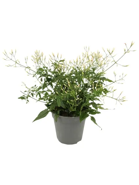 Jasmine – Jasminum