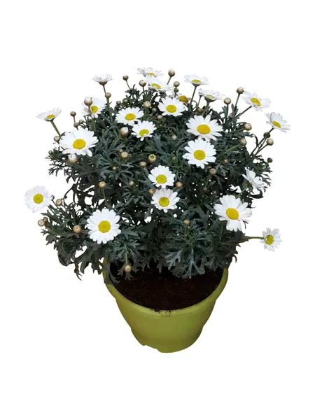 Marguerite daisy – Argyranthemum