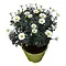  Marguerite Arbustive – Argyranthemum