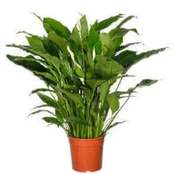Firenze Bloemenatelier – Handgemaakte Boeketten, Bloemstukken & Planten Lys de la paix – Spathiphyllum