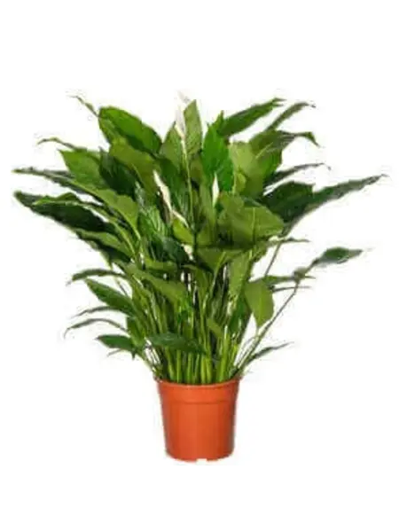 Lepelplant – Spathiphyllum
