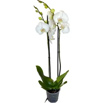 Moth Orchid White – Phalaenopsis