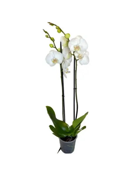 Orchidée Papillon Blanche – Phalaenopsis