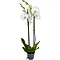  Orchidée Papillon Blanche – Phalaenopsis