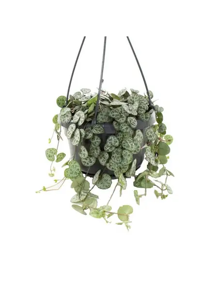 Chain of hearts – Ceropegia woodii