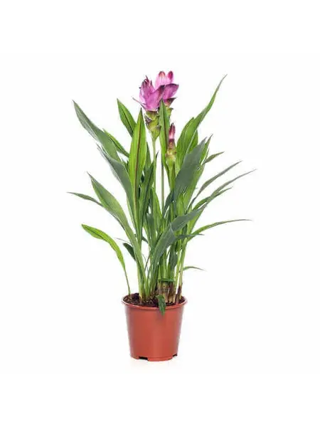 Curcuma