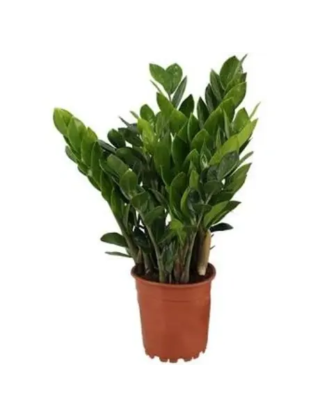 ZZ-plant – Zamioculcas