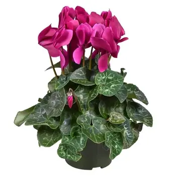Purple Alpine Violet – Cyclamen