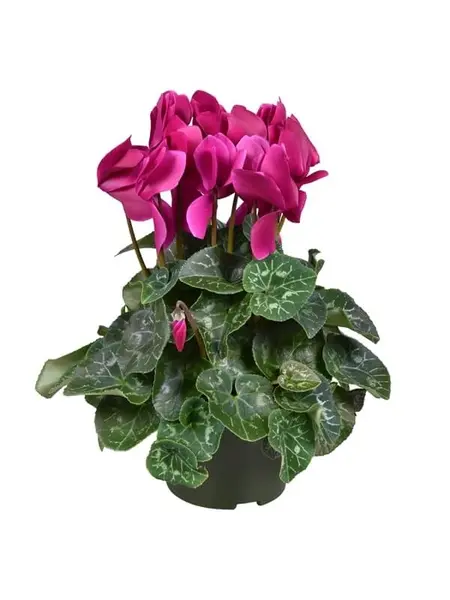 Purple Alpine Violet – Cyclamen
