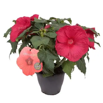 Althaea Shrub – Hibiscus XXL