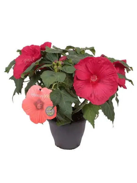 Althaeastruik – Hibiscus XXL